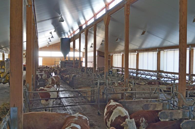 Rinderstall gedämmt